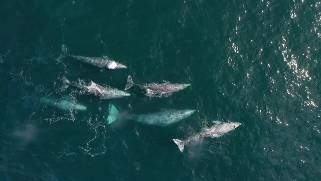 Spectacular aerial footage from above. A group of six whales swims together in one direction, snuggling close to each other. Rising to the surface they throw clouds of spray one after another. 4K