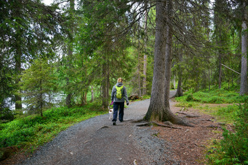 Fototapeta na wymiar Woman hiking in forest in Lapland Finland