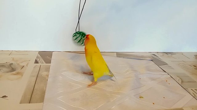 The beautiful happy parrot pet catches with its beak and chases its favorite toy. The funny naughty lovebird parrot is having fun. The rosy-faced lovebird (Agapornis roseicollis) is glad that they are