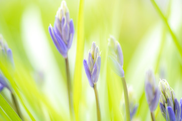 Obraz na płótnie Canvas Wild flower. Bluebell or Wild Hyacinth. hyacinthoides non-scripta