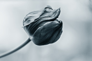 Beautiful tulip on a blurred background in blue classic color. Springtime. 