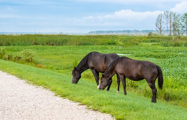 Fototapeta premium Wild free ranging horses in wetlands park in Gainesville Florida.