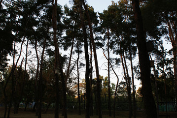 Handmade house for birds on the tree in the park.