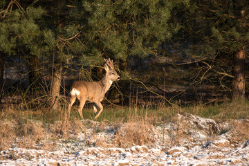 Deer forest trees