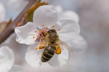 close up of bee gathering pollen on cherry tree blossoming