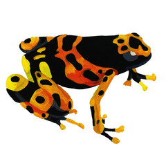 A water-color frog painted on white paper.