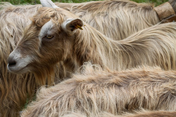 Fototapeta premium Goats during a typical exhibition in Italy