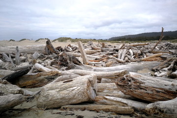 Wood on the Oregon sea with cloudy sky