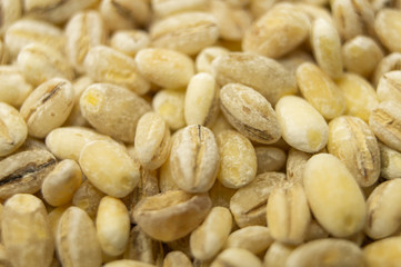 Pearl barley oats closeup. Macro photography