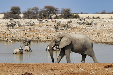 Obraz premium African elephants (Loxodonta africana) at the waterhole - Namibia Africa 
