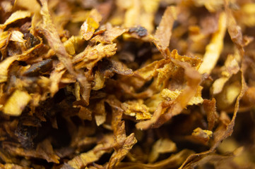 Dried tobacco close-up. Macro photography