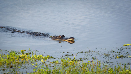 American Alligator with fish in mouth swimming toward shore at Gainesville wetlands in Florida.