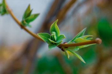 decorative green branch of a tree in spring time