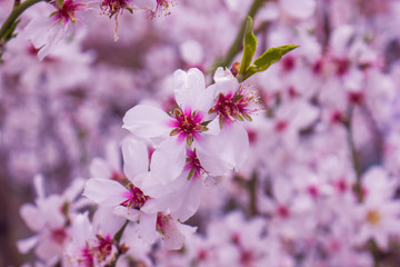 cherry blossom in spring, purple flowers on the spring tree