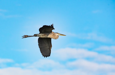 Great Blue Heron flying over lake at Gainesville wetlands in Florida.