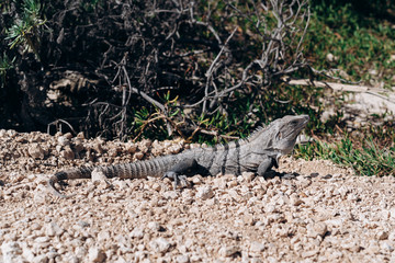 Big lizard close-up among the jungle of Mexico