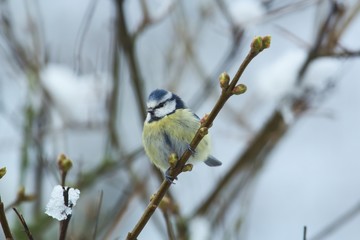 Portrait einer Blaumeise im Winter auf einem dünnen Ast mit Knospen, Cyanistes caeruleus