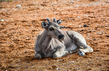 Reindeers in Lapland Finland