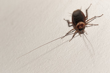 The cockroach