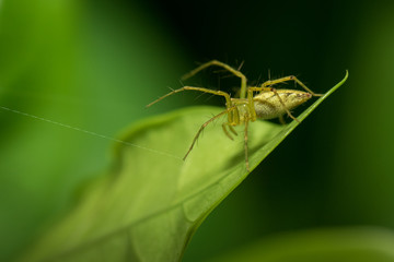 The little spider