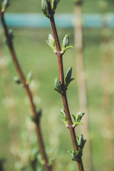 Small buds on the trees in spring time. Everything is blooming in the garden on farm. Branches with buds and leaves. Home environment.