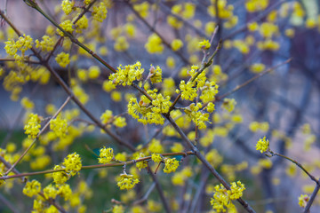yellow flowers of a tree in spring