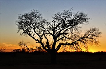 Obraz premium A Giant Old Tree Silhouetted Against a Beautiful Oklahoma Sunset.
