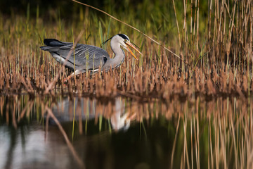 Grey Heron in habitat. Her Latin name is Ardea cinerea.