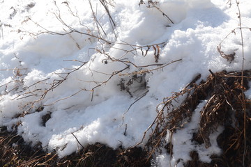 The snow covered nature beauty