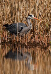 Grey Heron in habitat. Her Latin name is Ardea cinerea.