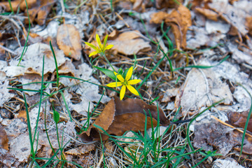 the yellow spring flowers on the ground