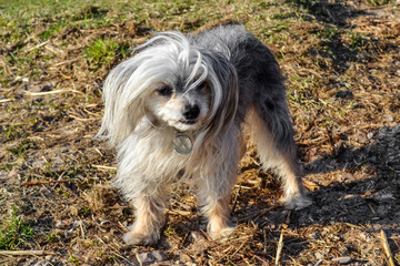 Small dog is posing on camera while walking in the windy weather.