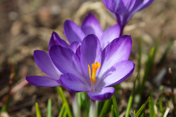 Beautiful blue blooming crocus flowers. Flowering in the spring. Close-up. Top view. Background. Landscape.