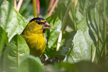Black-chinned (Carduelis barbata) siskin on a green foliage