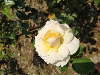 Beautiful white roses in the garden.  Perfect for background. Natural