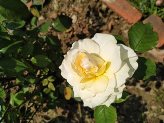 Beautiful white roses in the garden.  Perfect for background. Natural