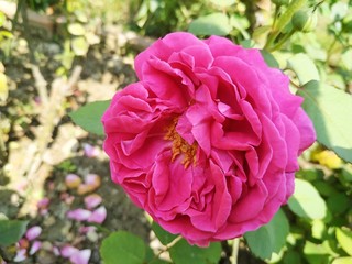 Fototapeta premium Beautiful pink roses in the garden. Perfect for background. Natural
