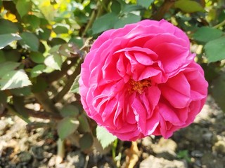 Beautiful pink roses in the garden.  Perfect for background. Natural
