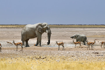 African elephants (Loxodonta africana) at the waterhole - Namibia Africa 