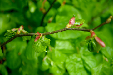 young leaves on a tree branch in spring