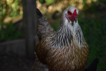 Ameraucana hen in a backyard chicken coop