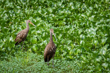 Brown Limpkin foraging in the grass at Gainesville wetlands in Florida.