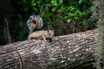 Grey Squirrel peeking over log in wetlands park in Gainesville Florida.