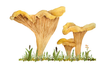 Hand drawn watercolor illustration of chanterelle cibarius edible wild fungi mushrooms. Orange yellow fungus in wood woodland forest grass. Natural plants nature harvest mushroom. Design realistic © Marina Lahereva