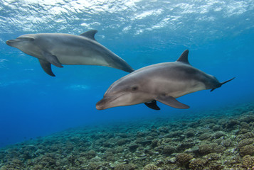 Plakat dolphins