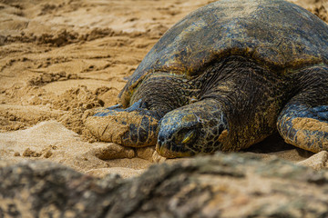 A close up of a Hawaiian Green sea turtle lounging in the sand on Laniakea Beach.