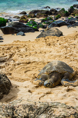 A close up of a Hawaiian Green sea turtle lounging in the sand on Laniakea Beach.