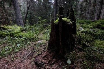 Old stump