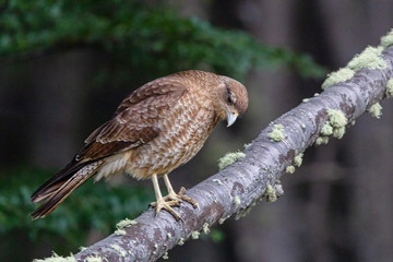 Chimango Caracara (Milvago chimango) at Patagonia - Argentina