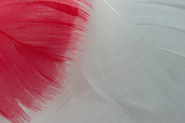 Macro view of one red feather